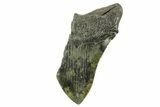 Partial Fossil Megalodon Tooth - South Carolina #365810-1